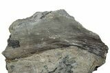 Pennsylvanian Fossil Flora Plate - Kentucky #258834-2